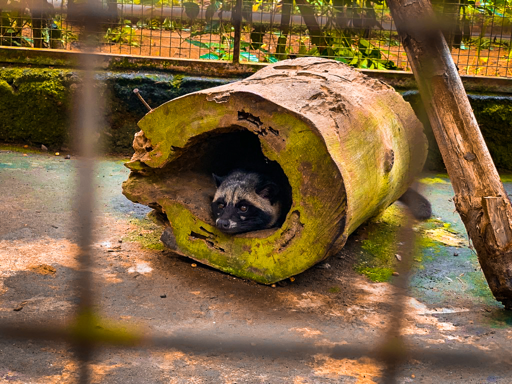 civet cat, luwak coffee, ubud, Bali, Indonesia