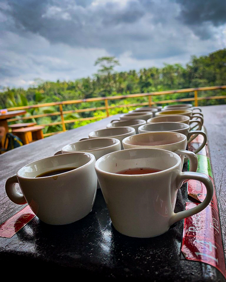 civet cat, luwak coffee, ubud, Bali, Indonesia